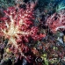 coral_soft_ni_h_0705_png1637.jpg